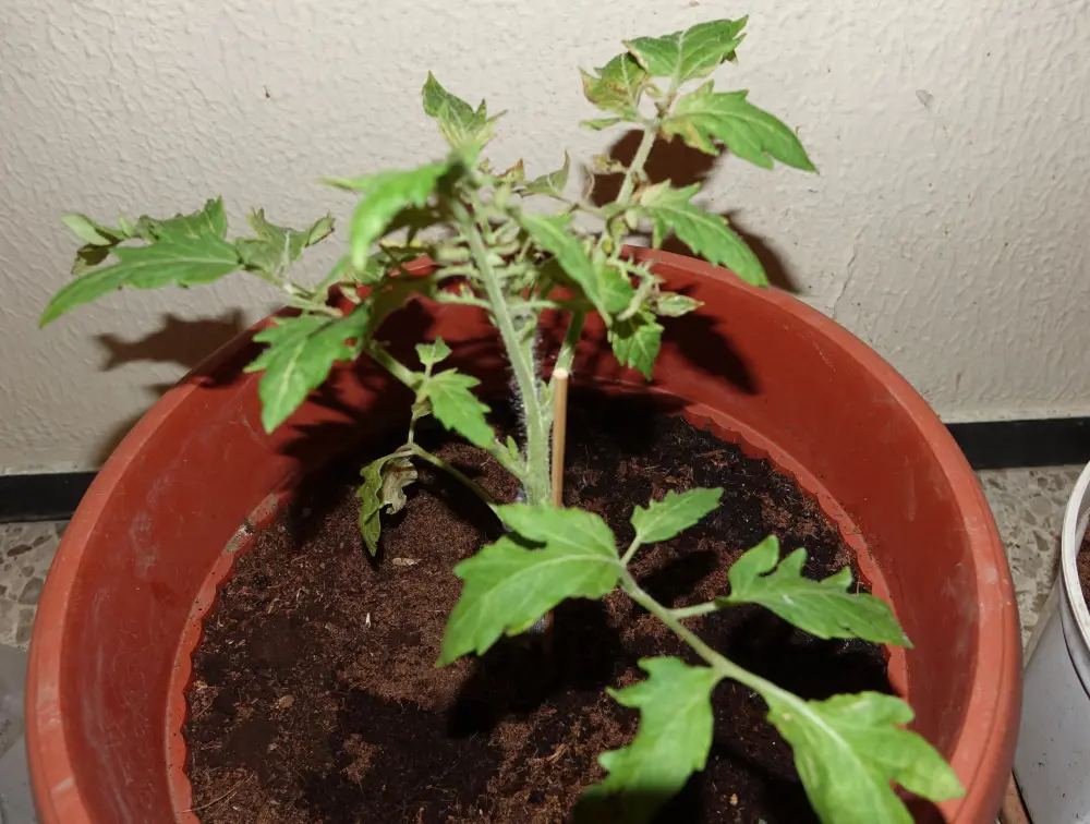 Tomatenpflanze kaputt Frage 03.webp