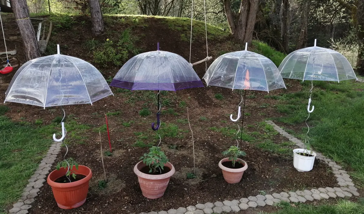 Tomatenschirme.webp