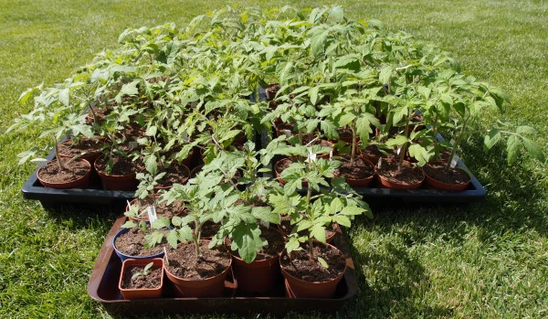 Tomatensetzlinge.webp