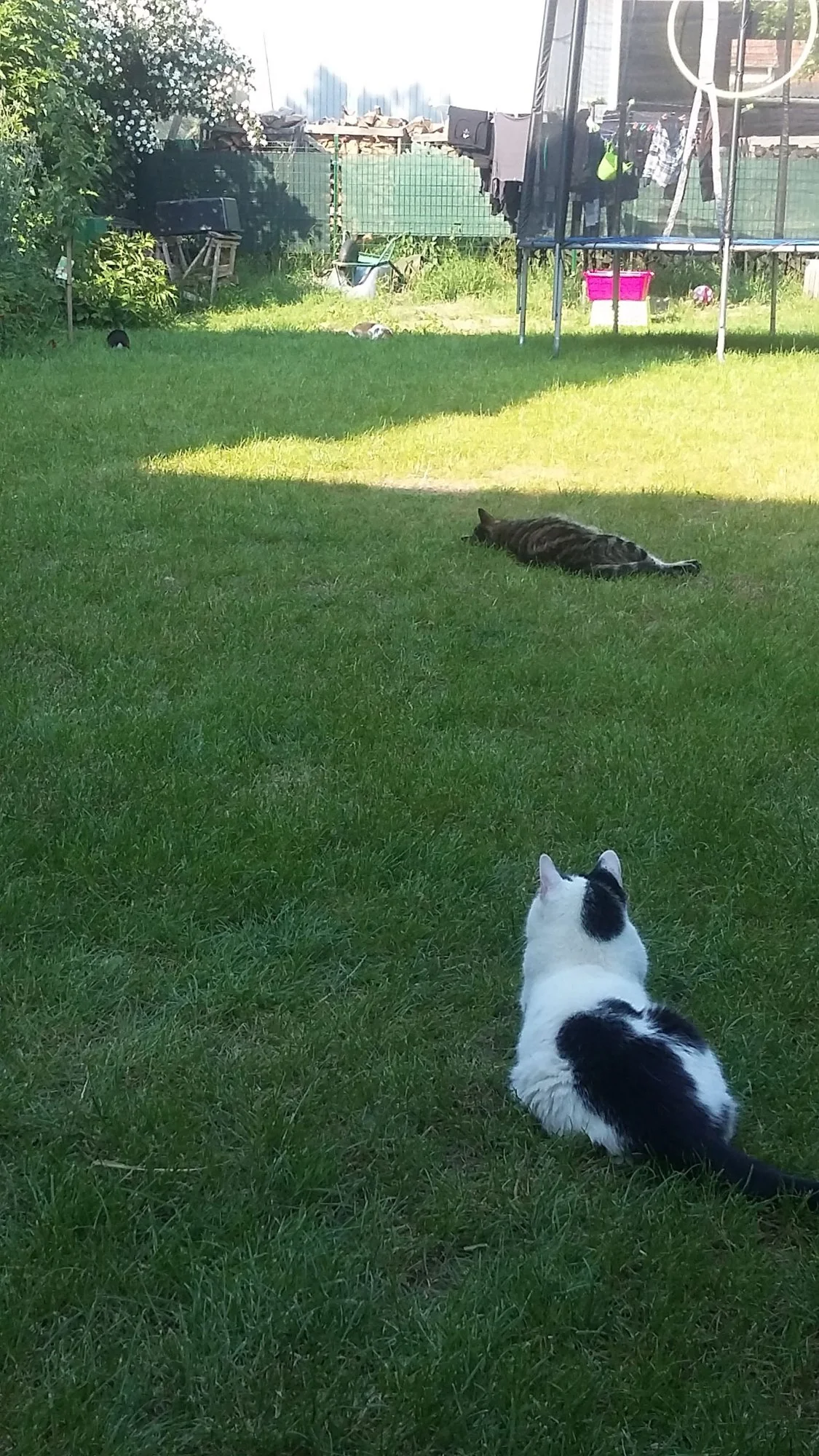 Tomcats.webp