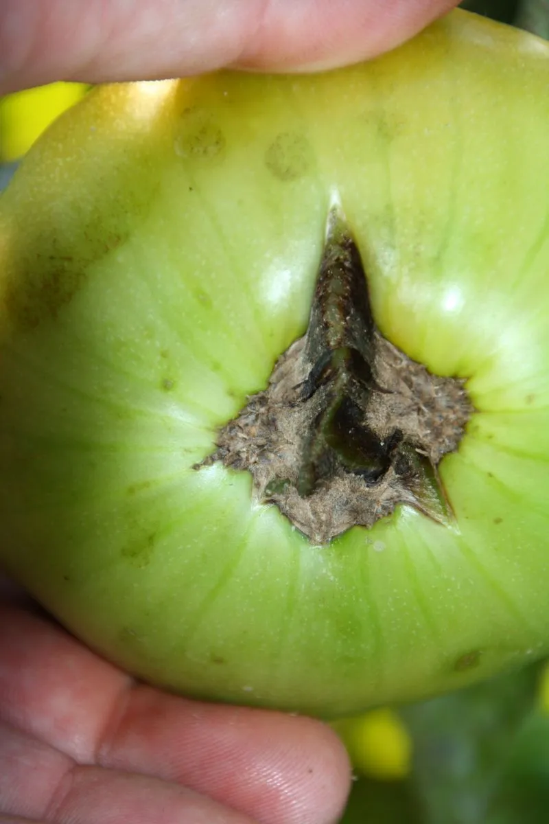Tomaten Platzen an Fruchtansatz