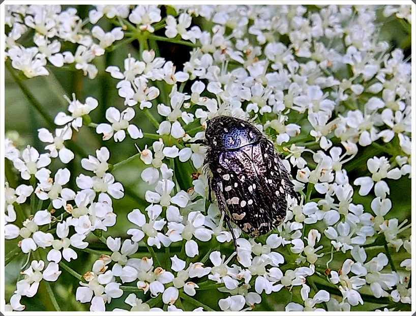 Trauer-Rosenkäfer - Oxythyrea funesta.jpg