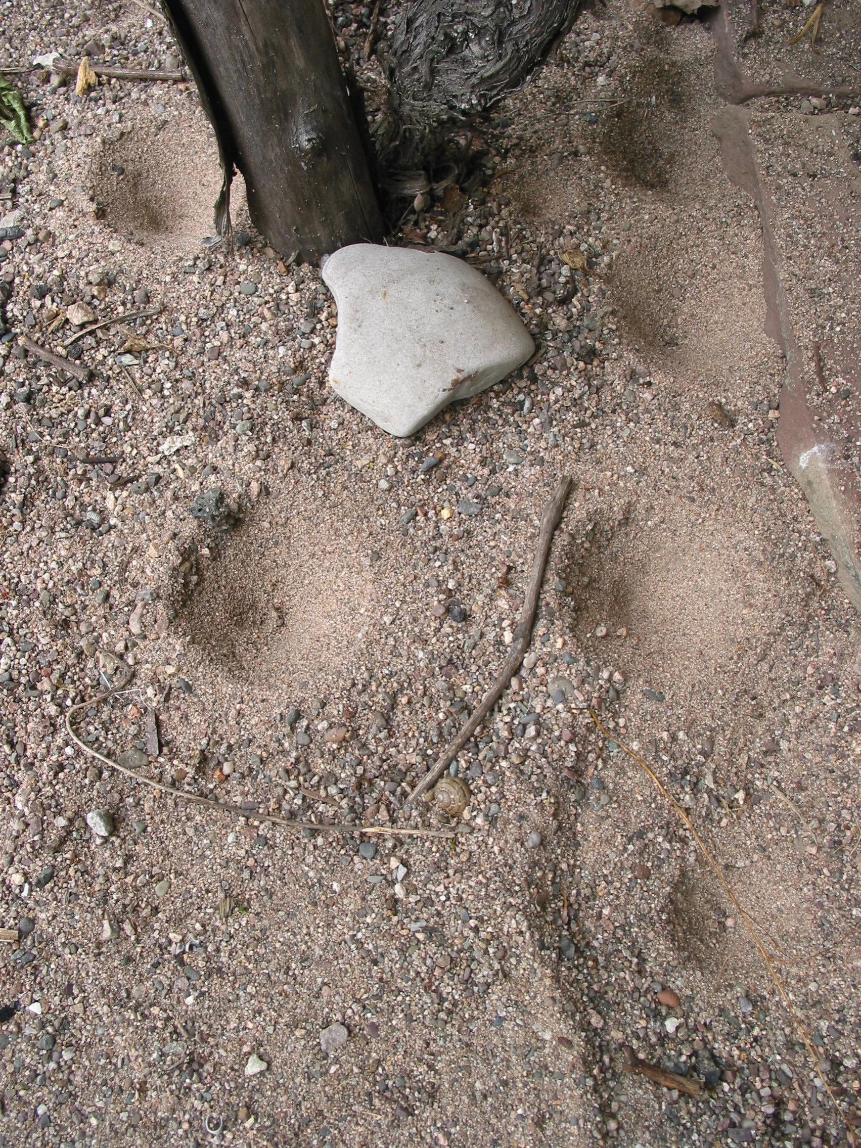 rätselhafte Trichter im Sand