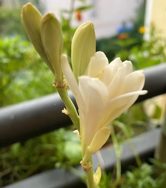 Tuberose.webp