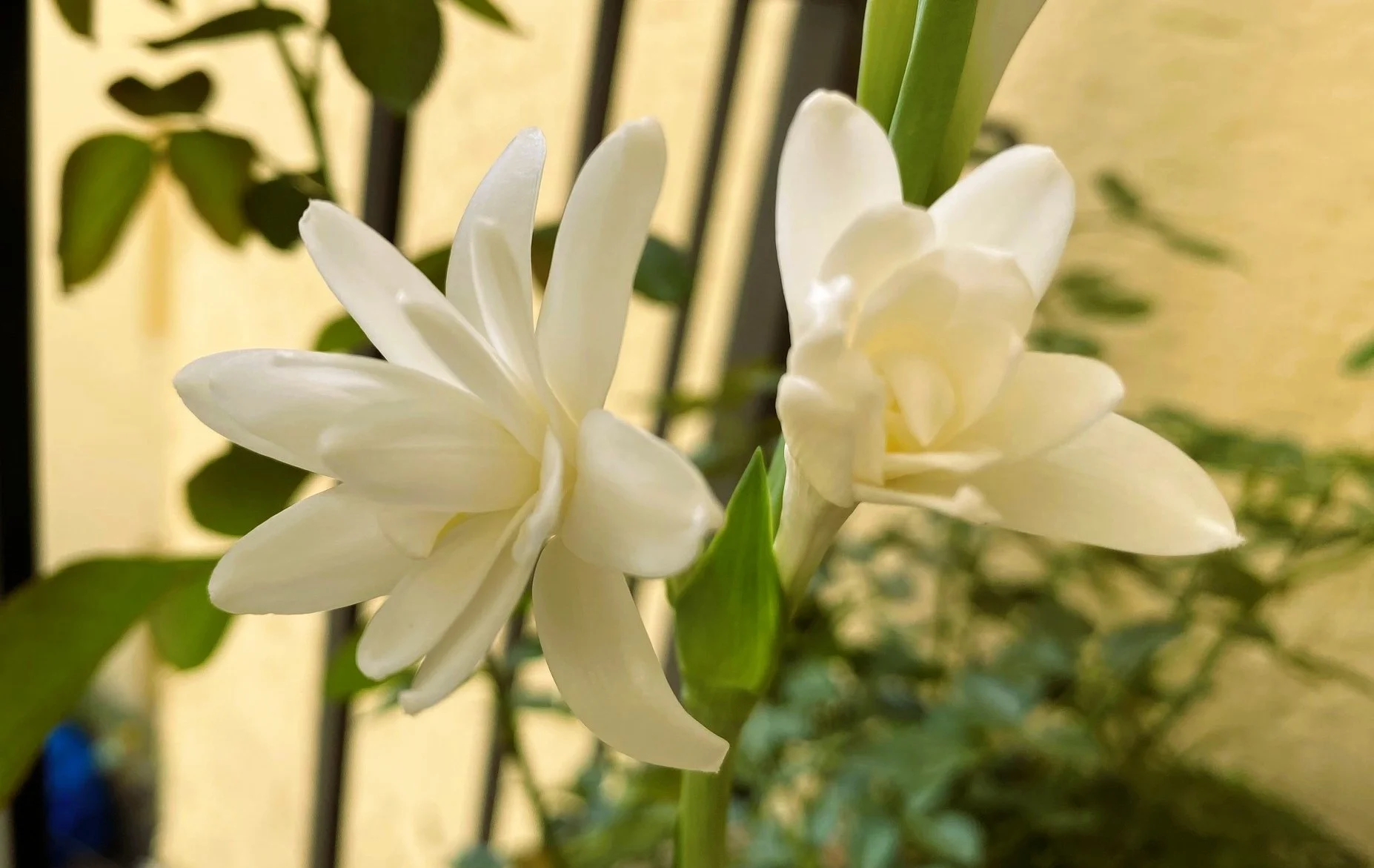 Tuberose26.webp