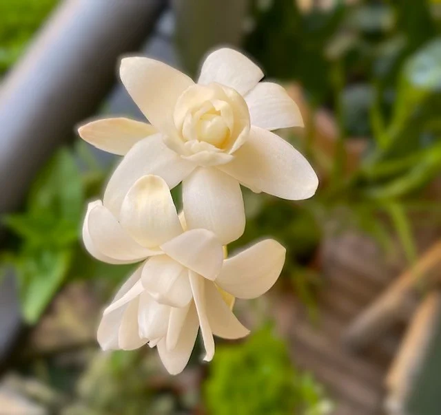 Tuberose4.webp