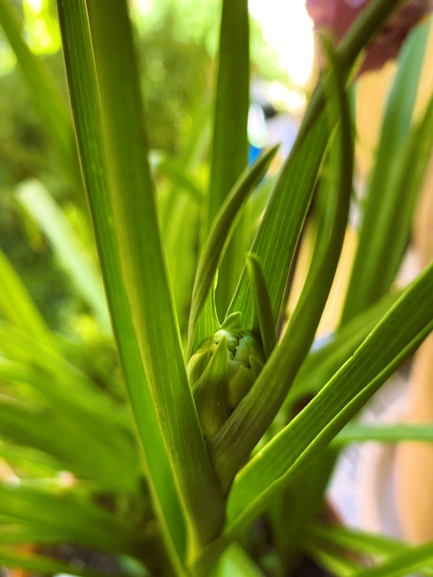Tuberose5.webp