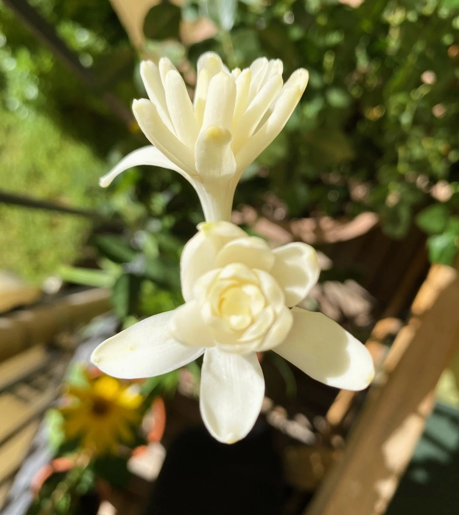 Tuberose6.webp