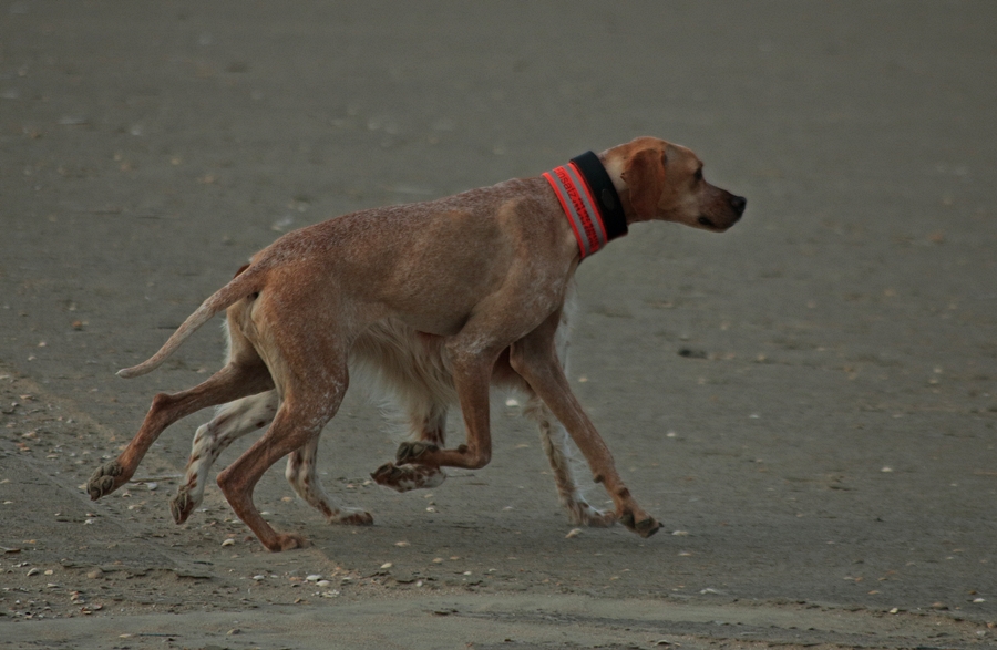 Tula_a dog with 8 legs_curio_900.JPG