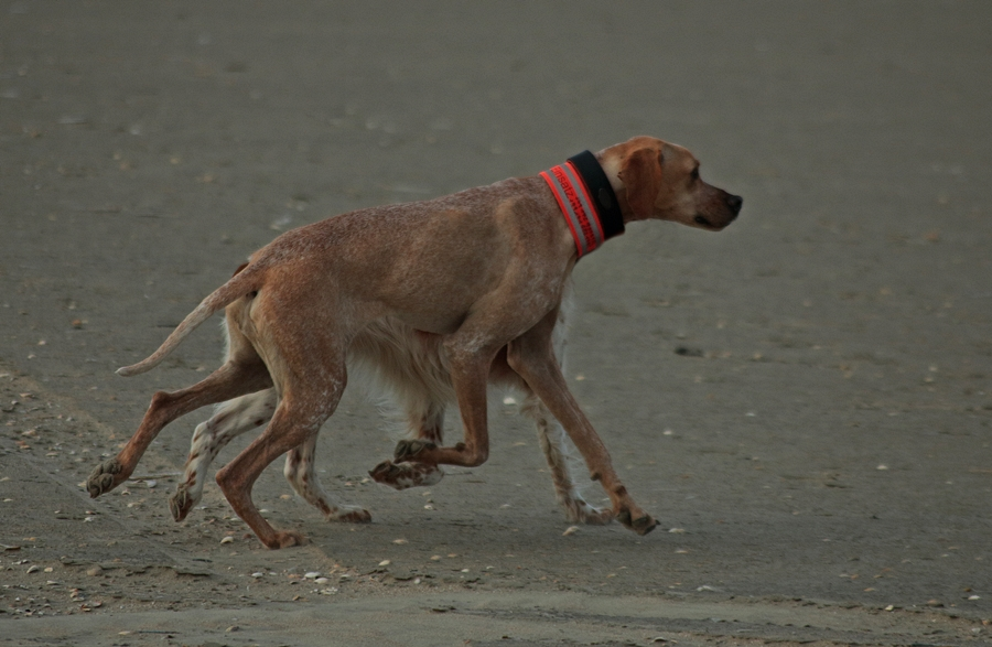 Tula_a dog with 8 legs_curio_900.webp