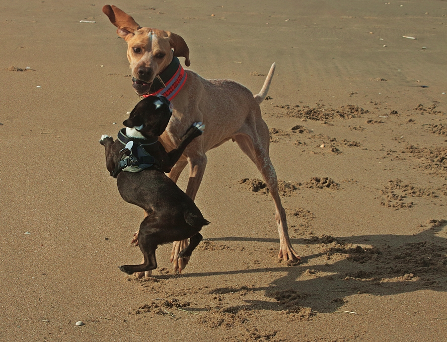 Tula_French Bully_wanna dance_900.webp
