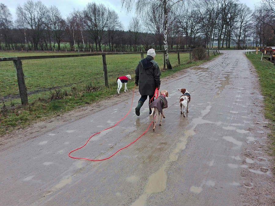 Tula_relaxed on long leash_900.webp