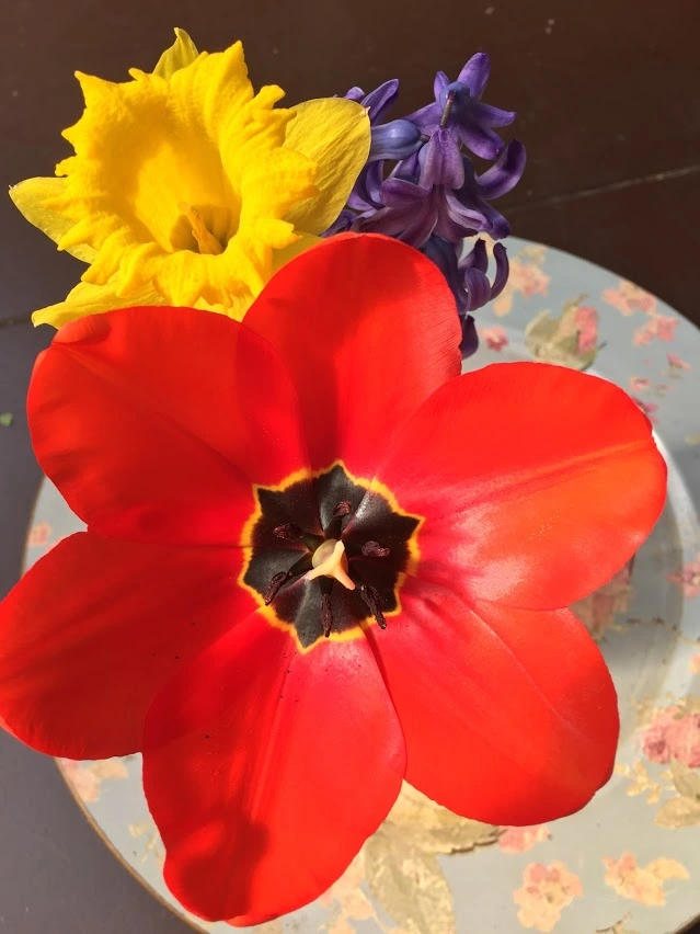 Tulpe.webp