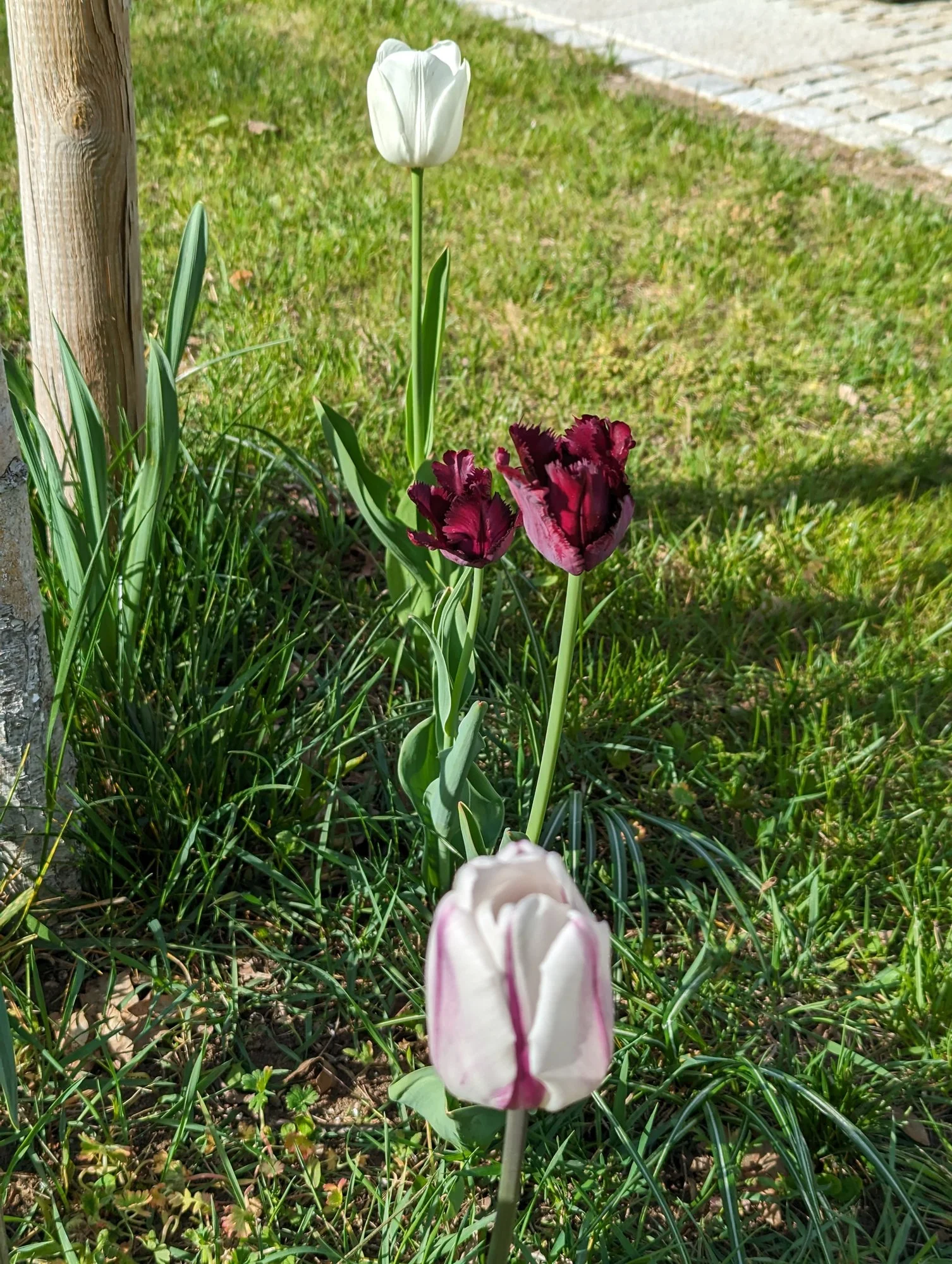 tulpe.webp