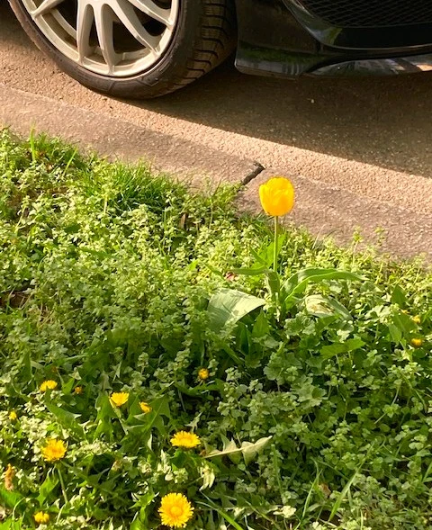Tulpe.webp