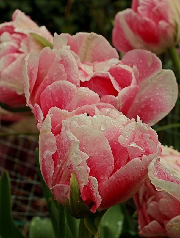 Tulpe_Finola_Wassertropfen1_800.webp