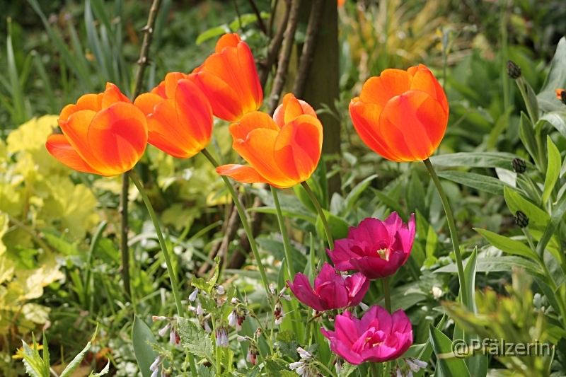 Tulpen 8.webp