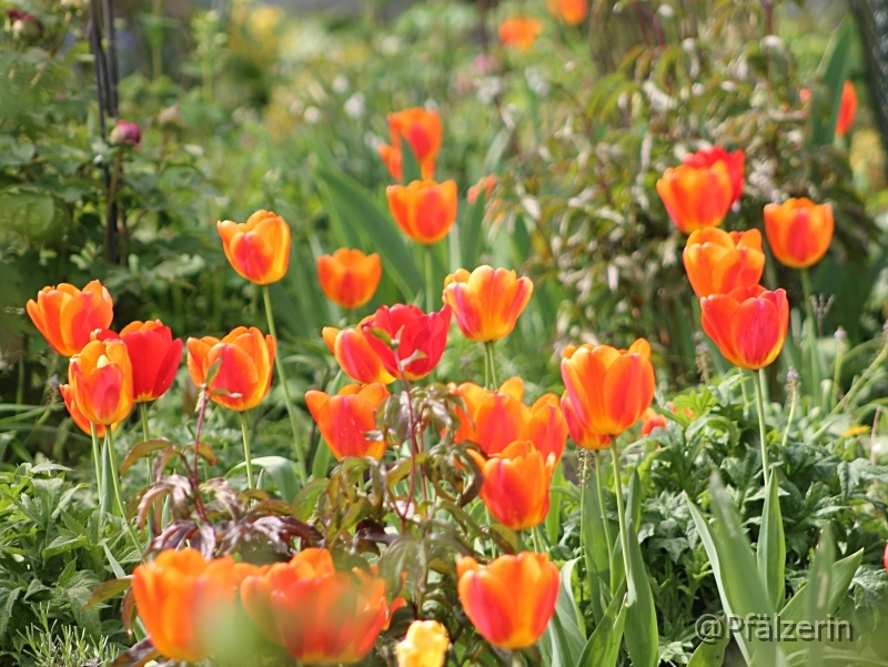 Tulpen 9.webp