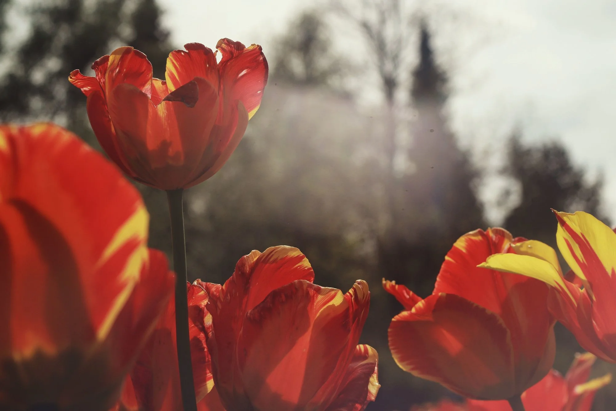 Tulpen01.webp