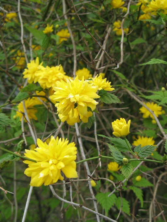 Wie heißt diese hohe Pflanze mit gelben Blüten?