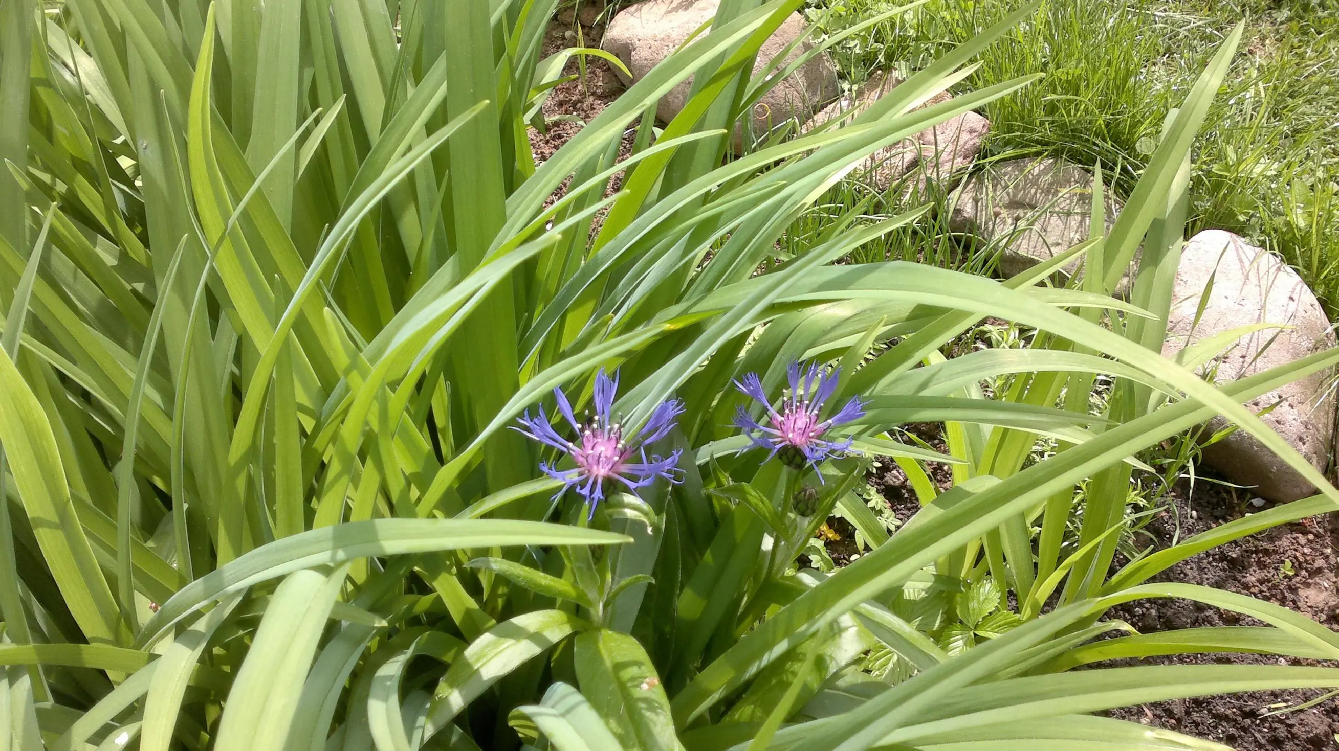 Wie heisst diese Blume?