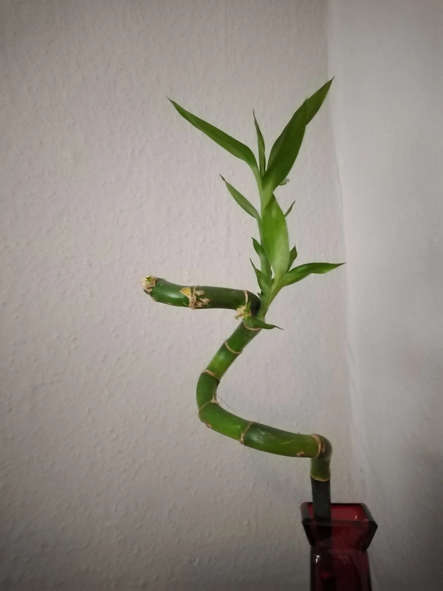 unbekannte Pflanze.jpg unbekannte Pflanze.jpg