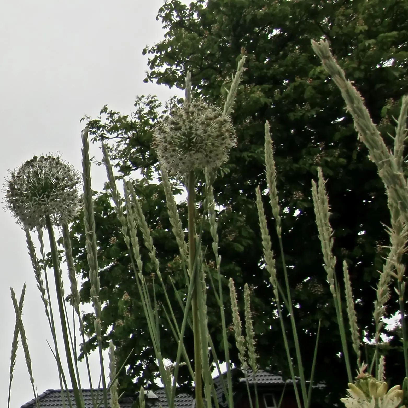 Wie heißt diese Pflanze/dieses Gras?