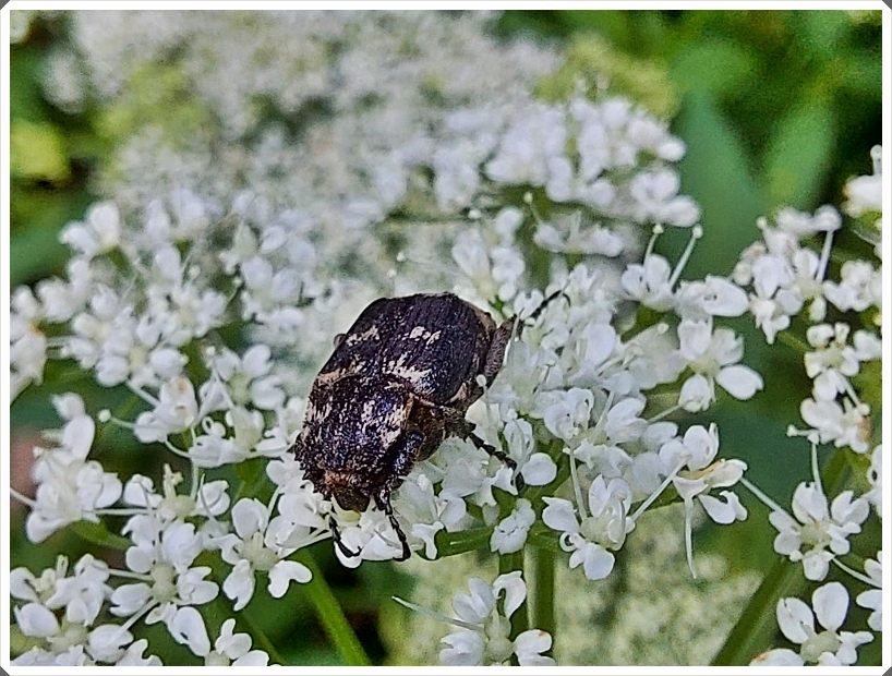 Unbekannter Käfer an Gierschblüte.webp