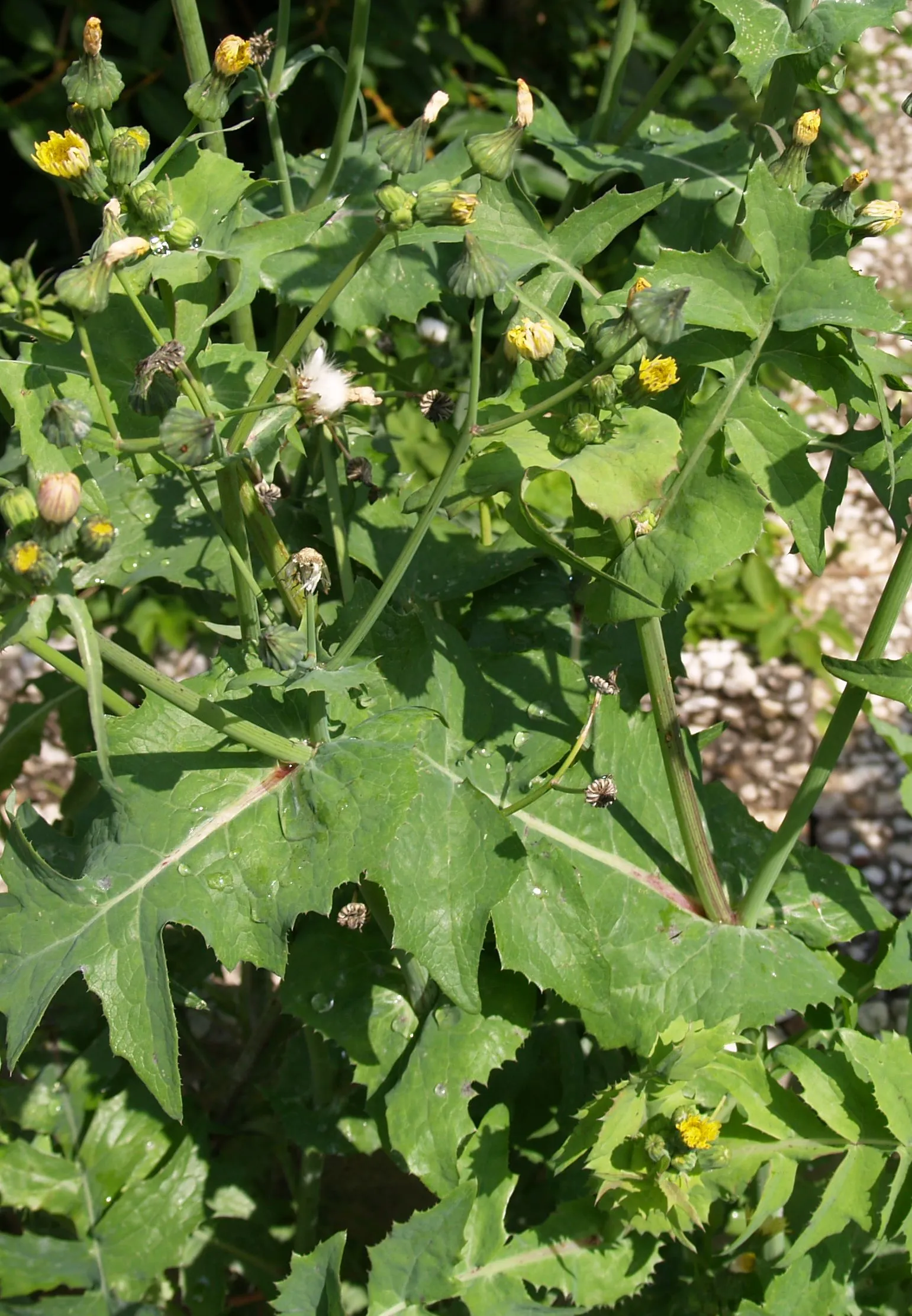 Gänsedistel (schnell gelöst!)