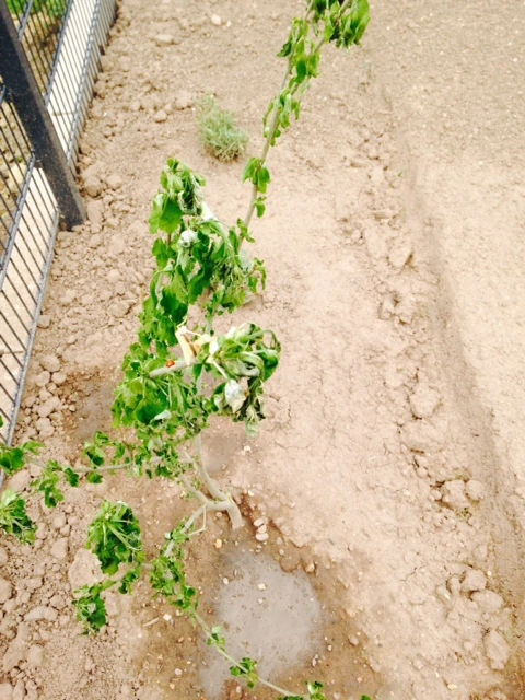 Umgepflanzter Hibiskus lässt alles hängen