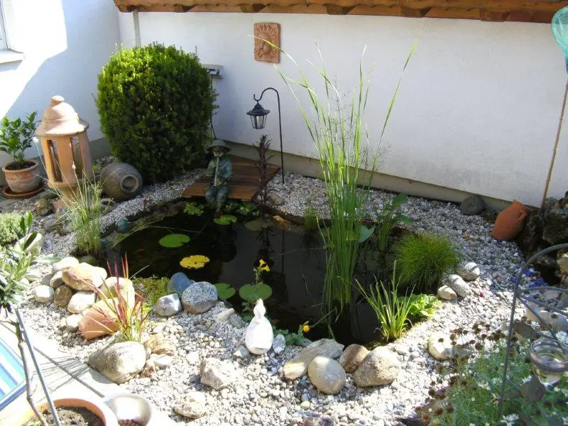 Scirpus cernuus (Teichbinse) im kleinen Gartenteich ist ganz braun