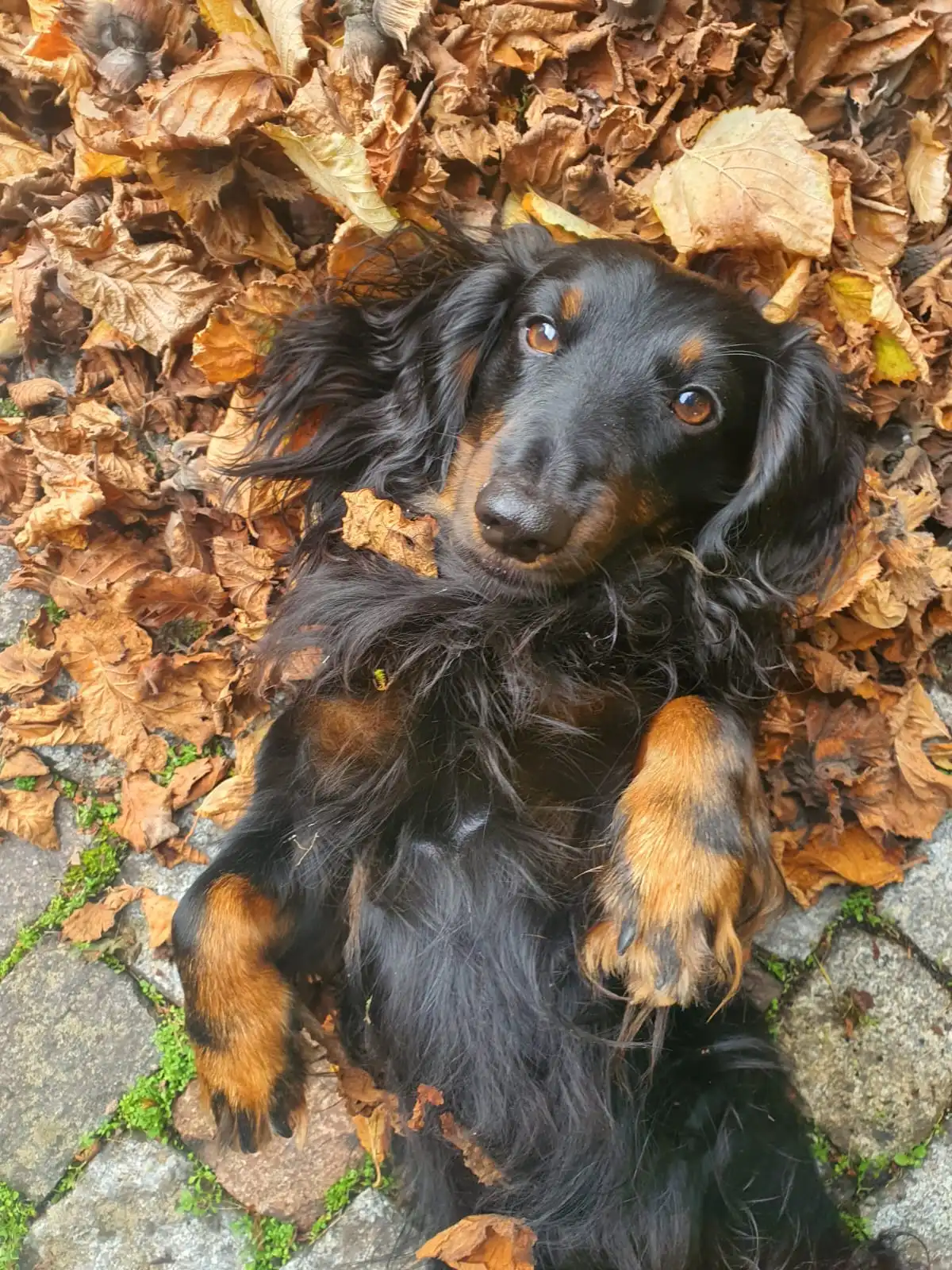 Unser Herbst-Dackel.webp