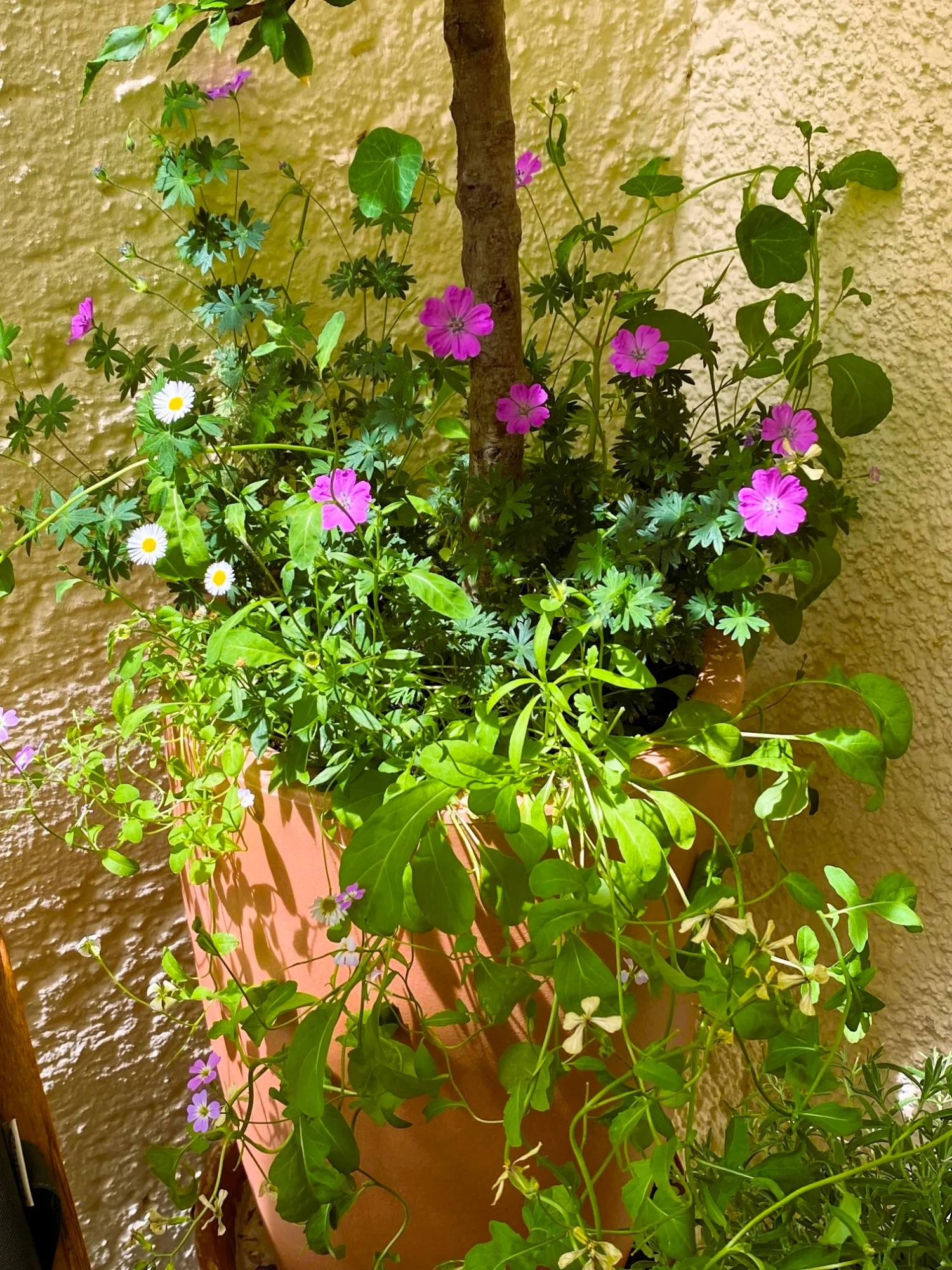Unterm Pfirsichbaum 1.webp