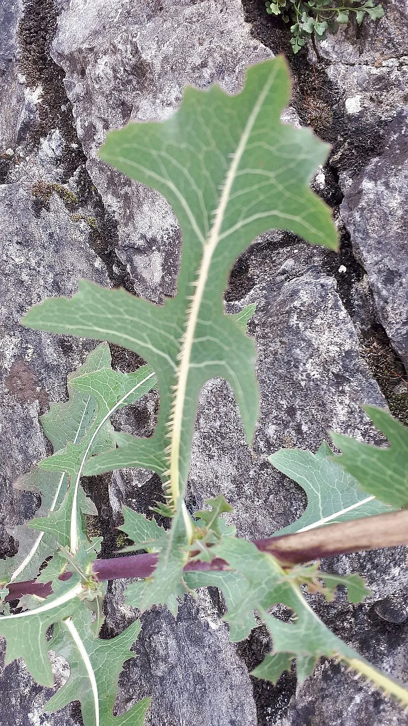Unterseite Blatt.webp
