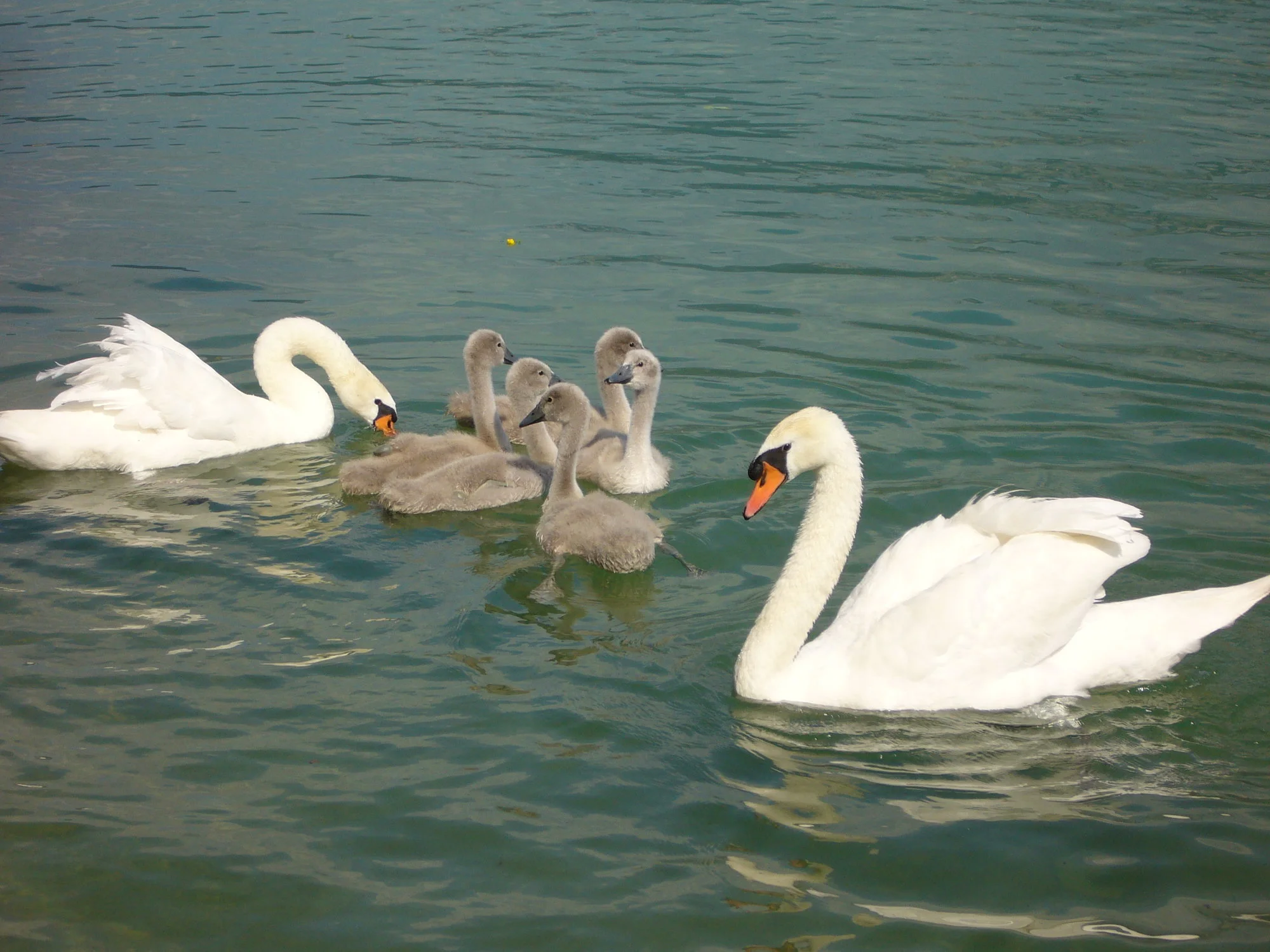 Urlaub Attersee 2009 051.webp