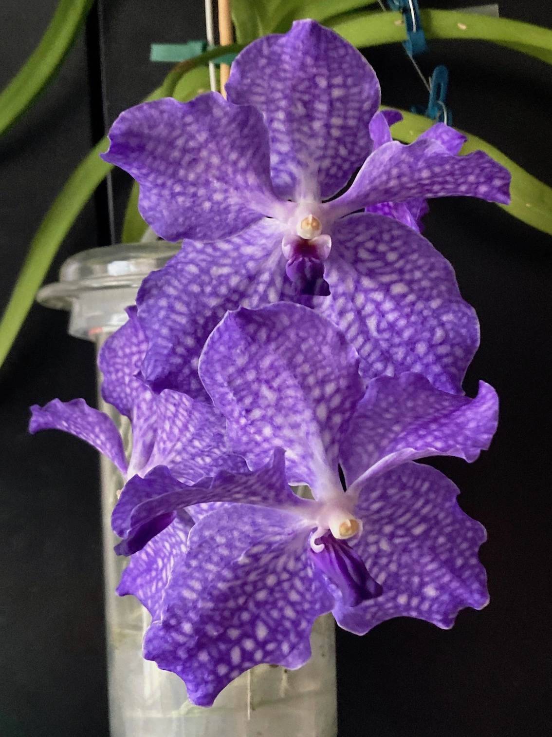 Vanda-A*2024-04_010.webp