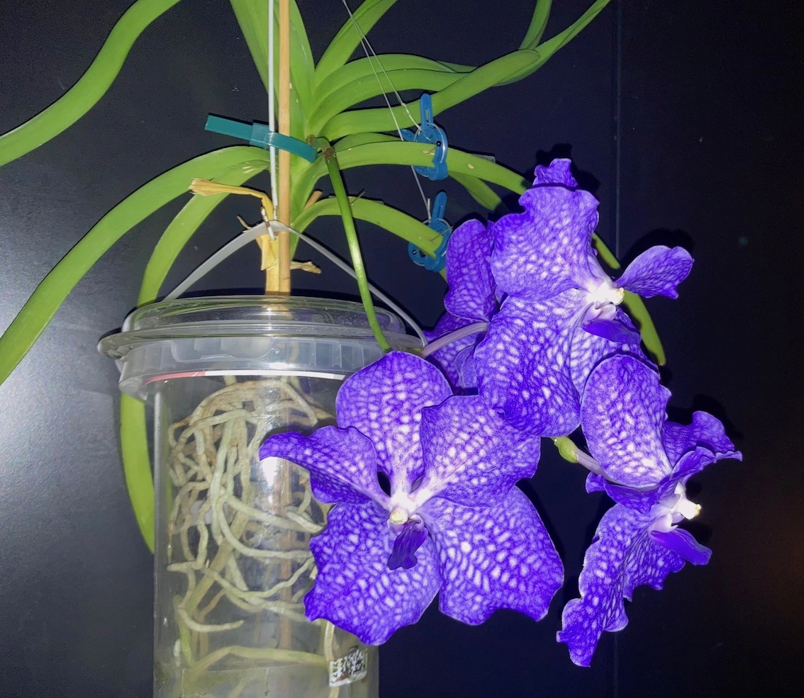 Vanda-A*2024-04_011.jpg
