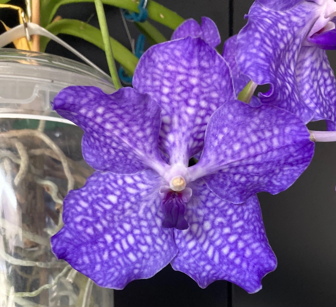 Vanda-A*2024-04_07 – Version 2.jpg