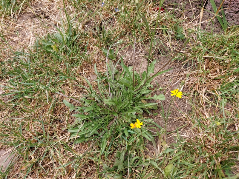 Vertrocknete Grasfläche.webp