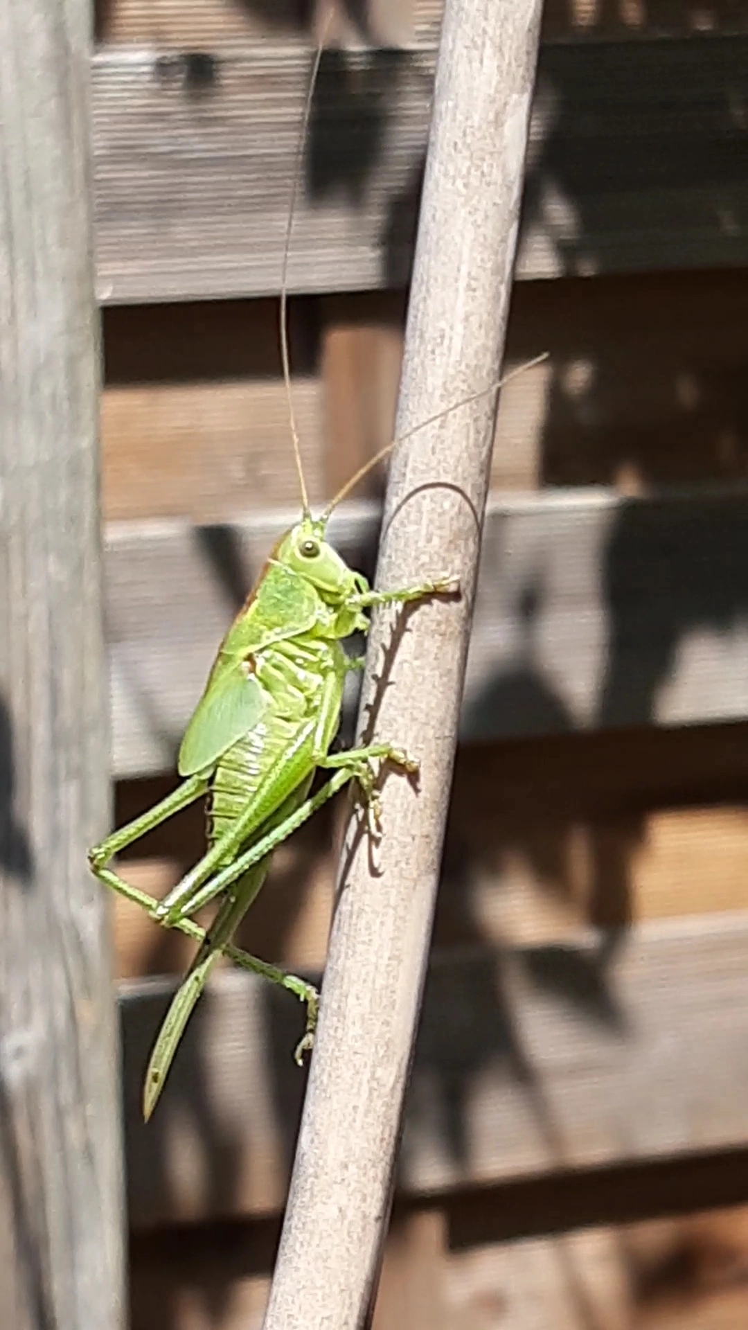 VideoCapture_20230225-174656.jpg