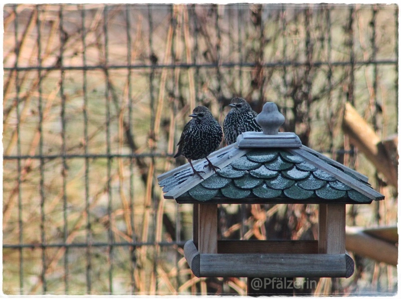 Vögel im Dezember 3.webp