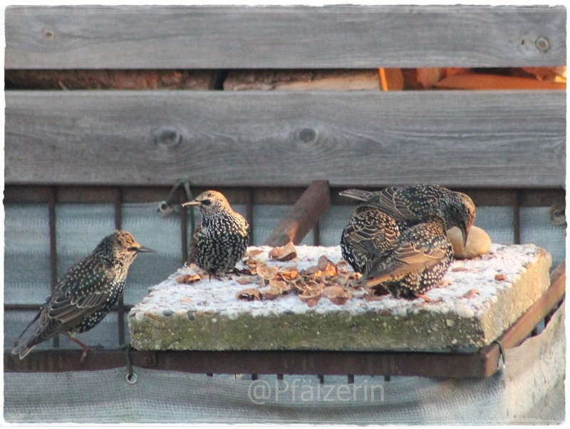 Vögel im Dezember 6.webp