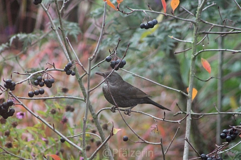 Vögel im Garten 6 Amsel im Aroniabeerenstrauch.webp