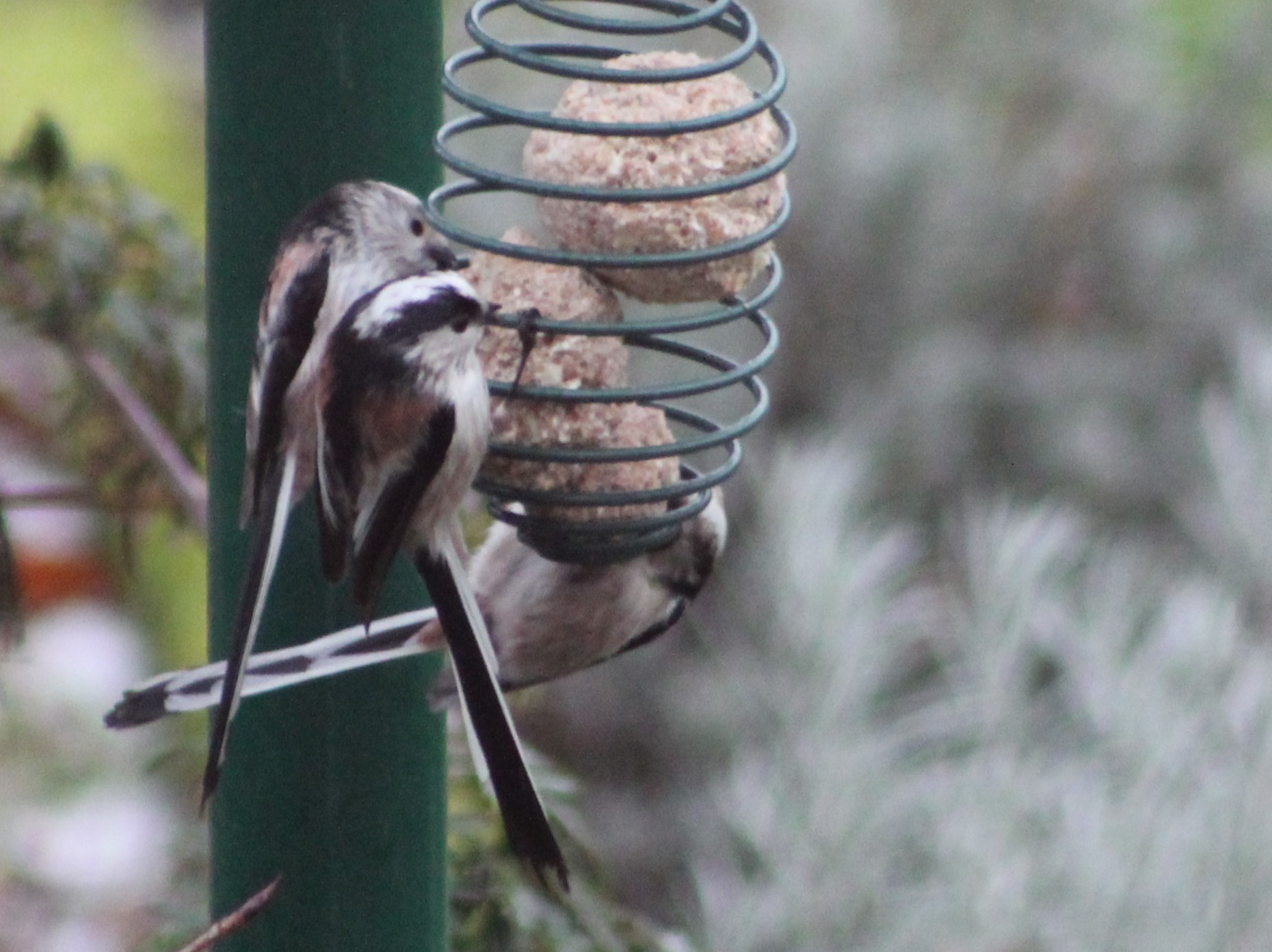 Vögel im Winter 1 8 Schwanzmeisen.JPG