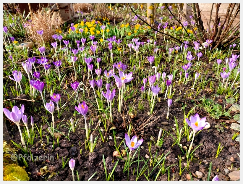 Vorfrühling im Garten 2.webp