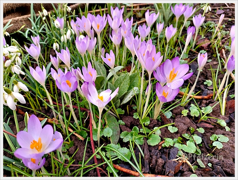 Vorfrühling im Garten 3.webp