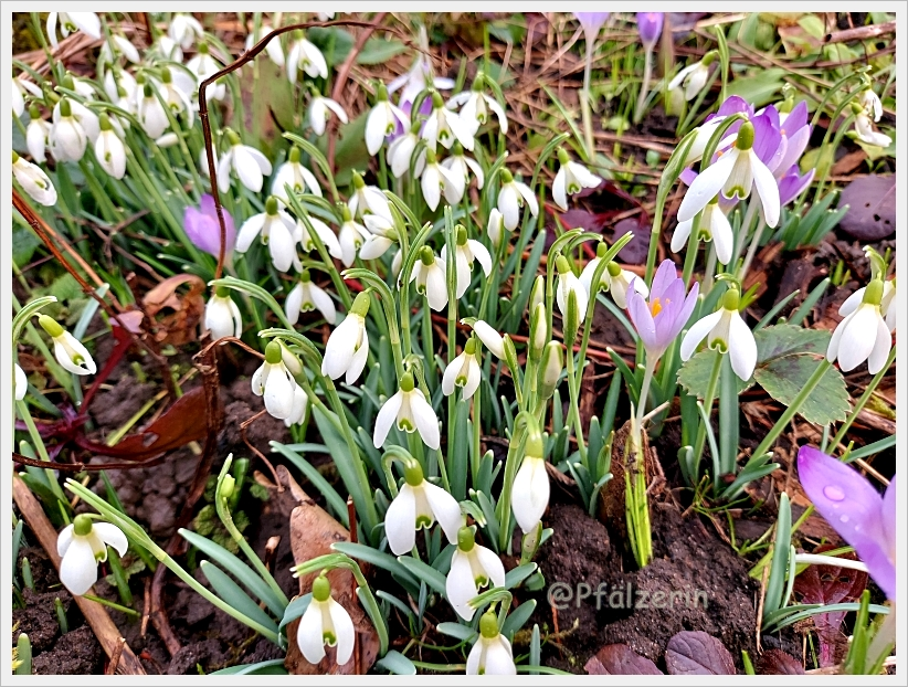 Vorfrühling im Garten 6.webp