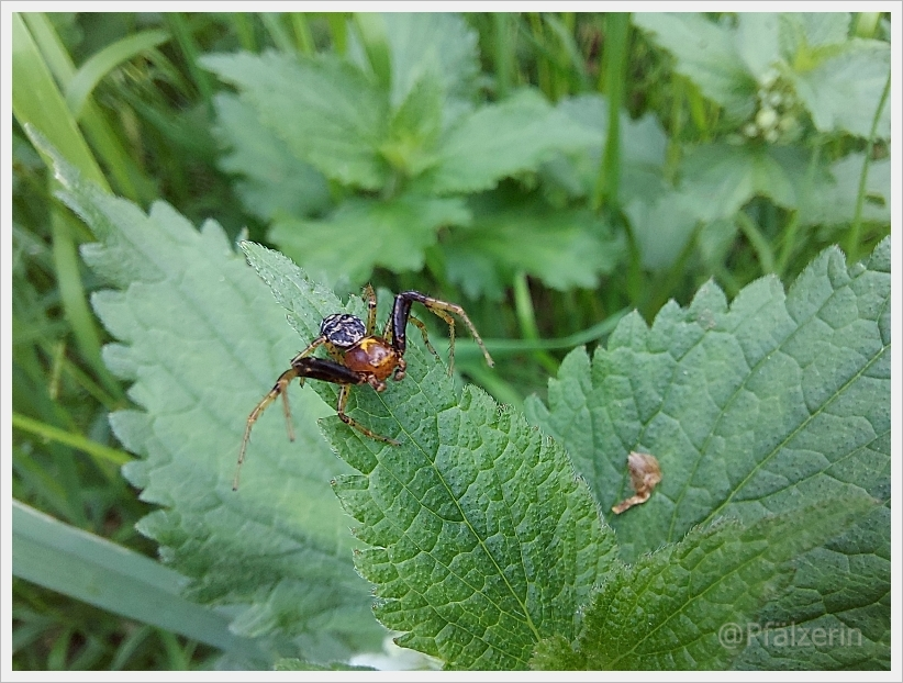 Wald-Krabbenspinne - Xysticus lanio.webp