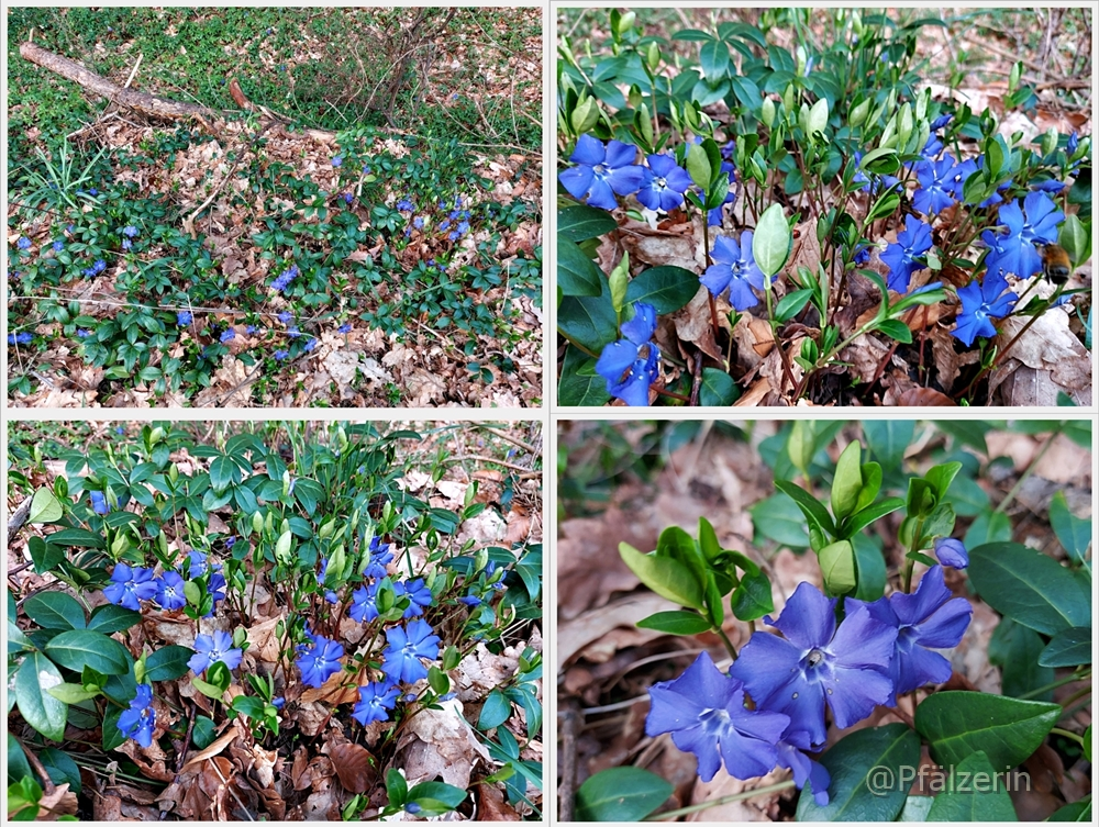 Wald und Alte Landstraße Vinca minor.webp