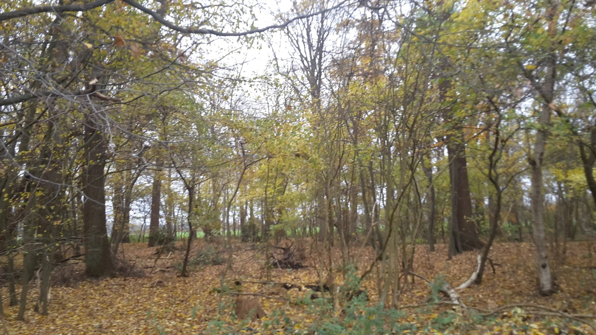 Wald.webp